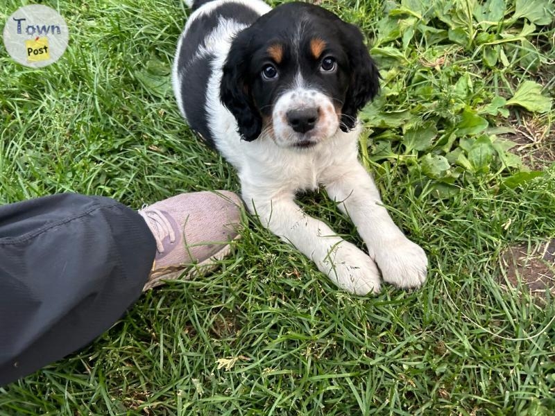 English Springer X English Setter - 2 - 1064752-1721444545_0