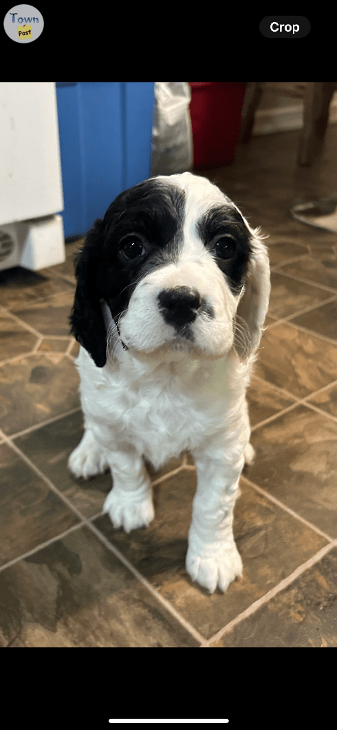 English Springer X English Setter - 7 - 1064752-1721444545_0