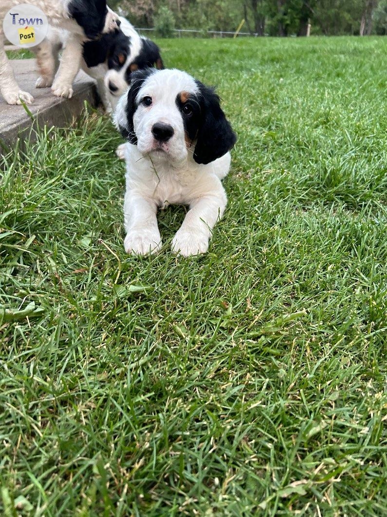 English Springer X English Setter - 3 - 1064752-1721444545_1