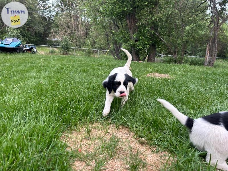 English Springer X English Setter - 4 - 1064752-1721444545_2