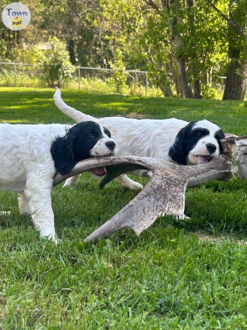 English Springer X English Setter - 5 - 1064752-1721444545_3