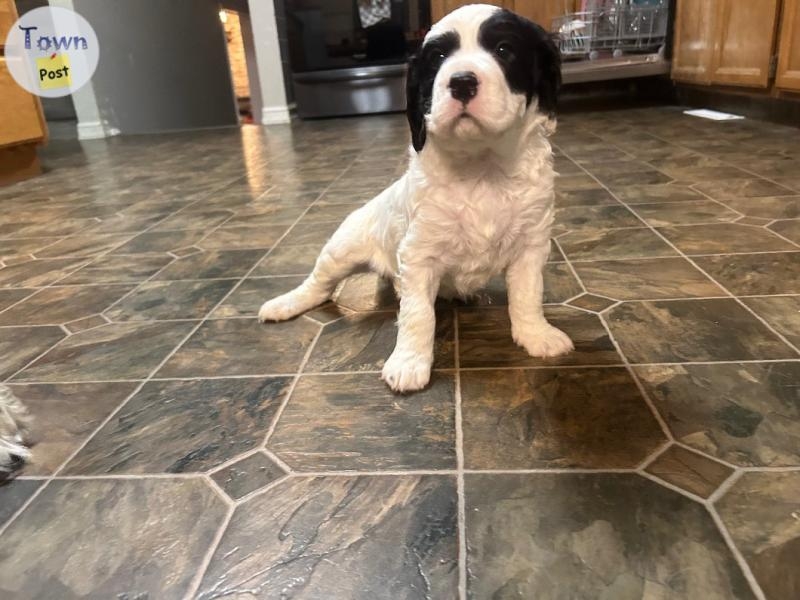 English Springer X English Setter - 8 - 1064752-1721444545_4