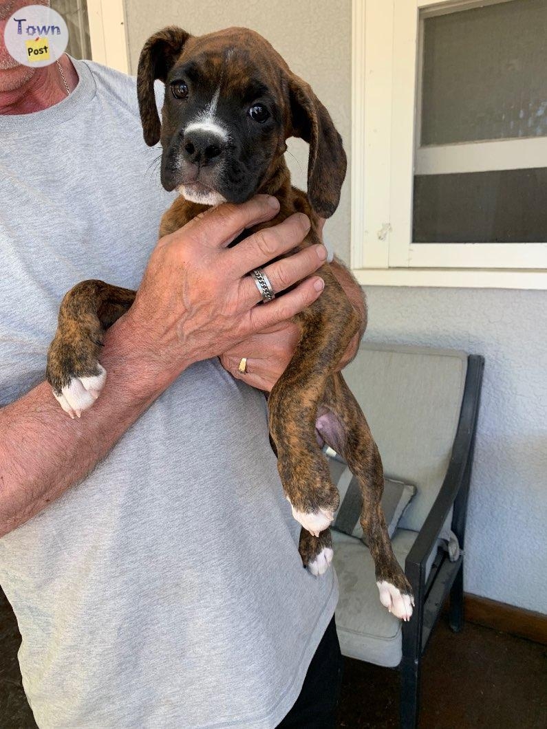 Pure Bred Boxer Puppies - 2 - 1065265-1721603803_0