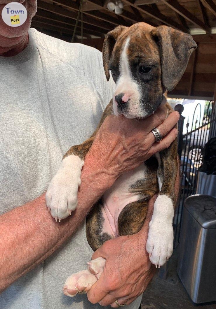 Pure Bred Boxer Puppies - 3 - 1065265-1721603803_1