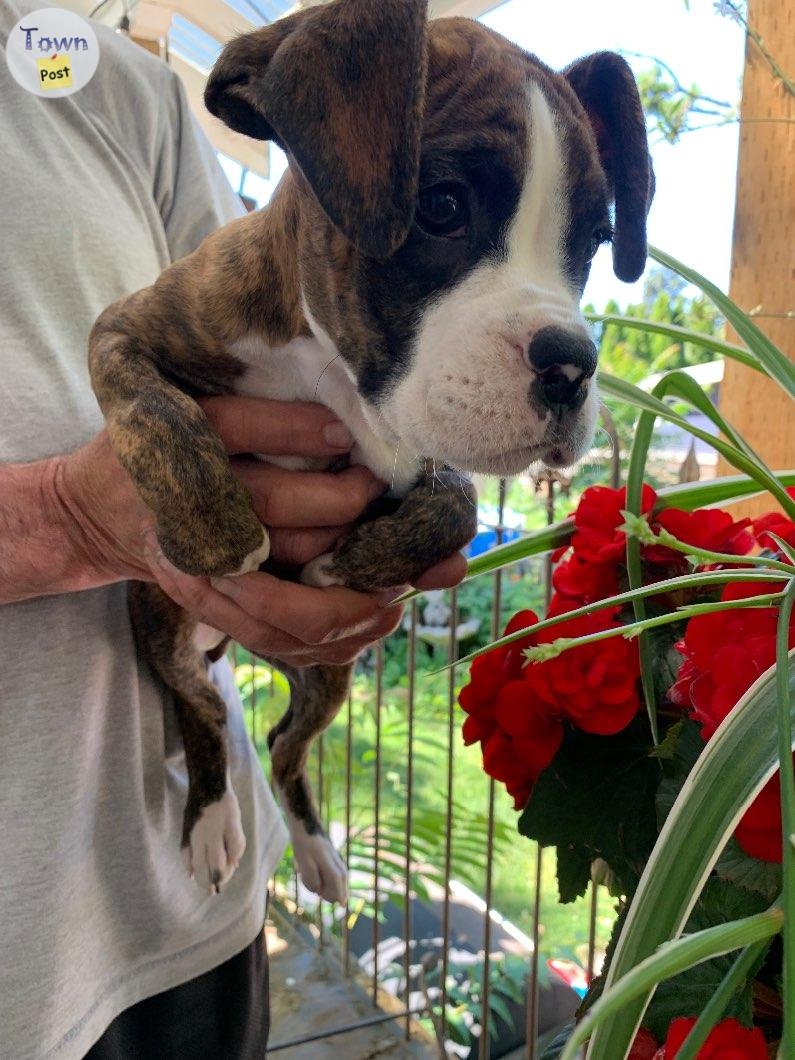 Pure Bred Boxer Puppies - 6 - 1065265-1721603803_4