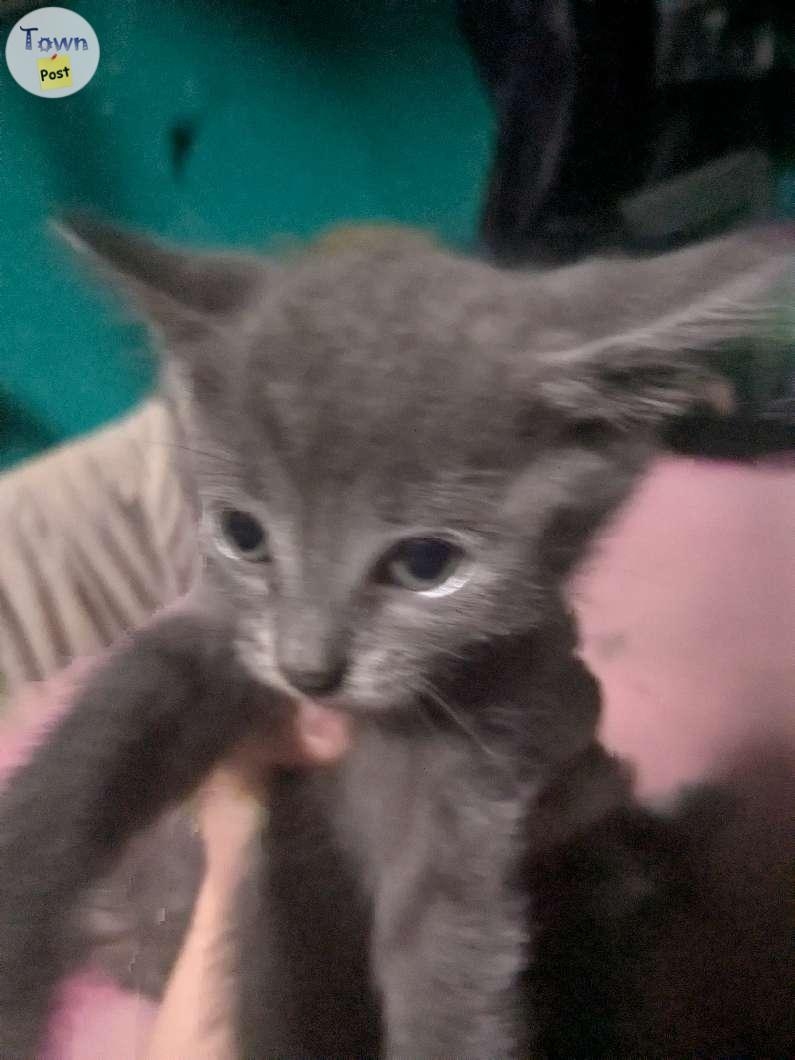 7 week old kittens  - 6 - 1066120-1721858093_4