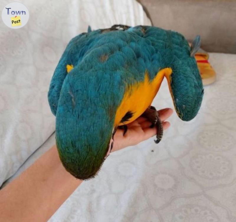 Macaw Parrots for adoption  - 1 - 1067956-1722294787