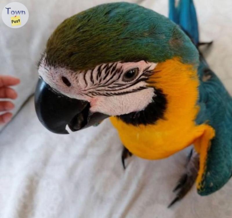 Macaw Parrots for adoption  - 2 - 1067956-1722294787_0