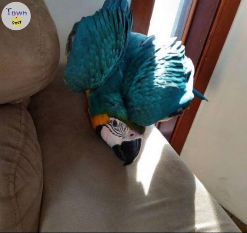 Macaw Parrots for adoption  - 3 - 1067956-1722294787_1