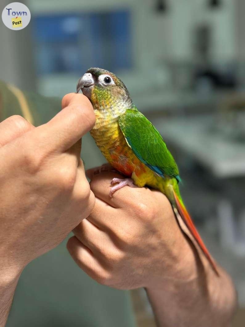 Baby Conure - Born on May 2024! - 1 - 1068485-1722454405