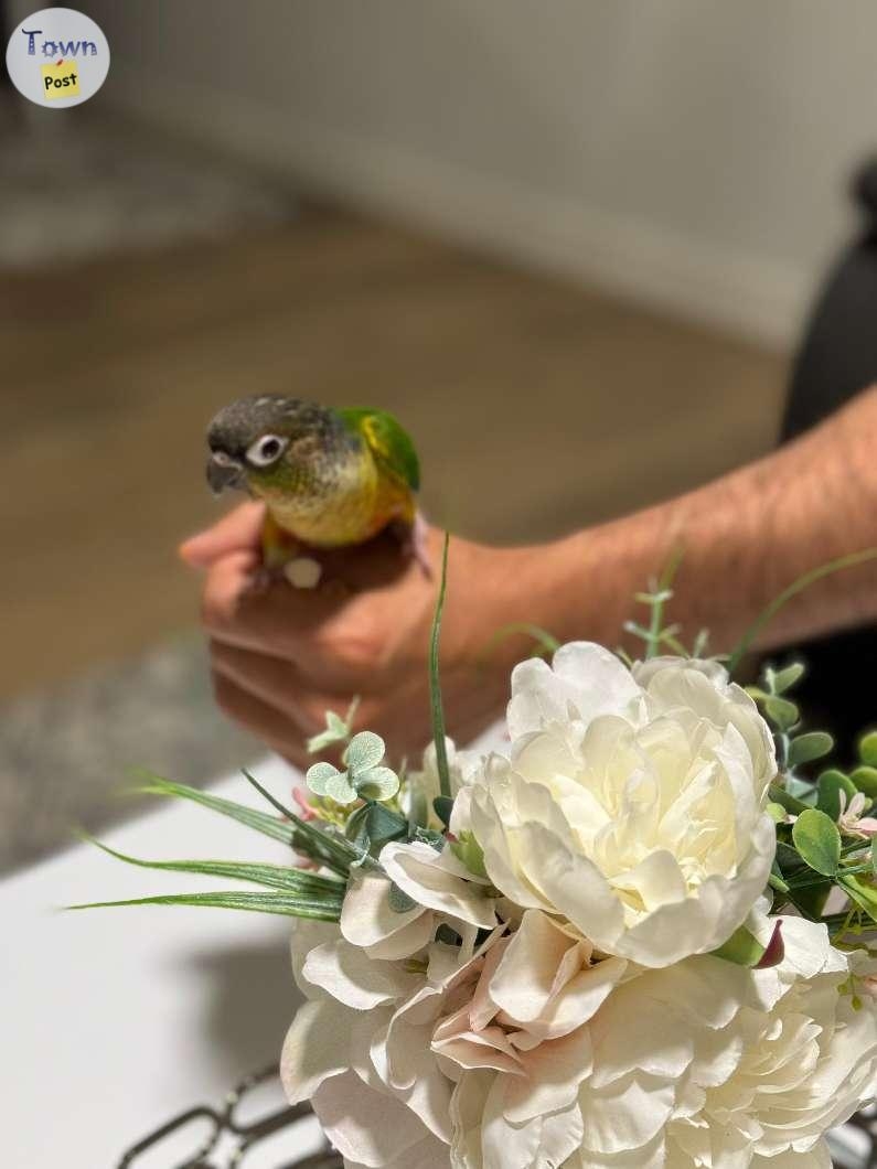 Baby Conure - Born on May 2024! - 2 - 1068485-1722454405_0