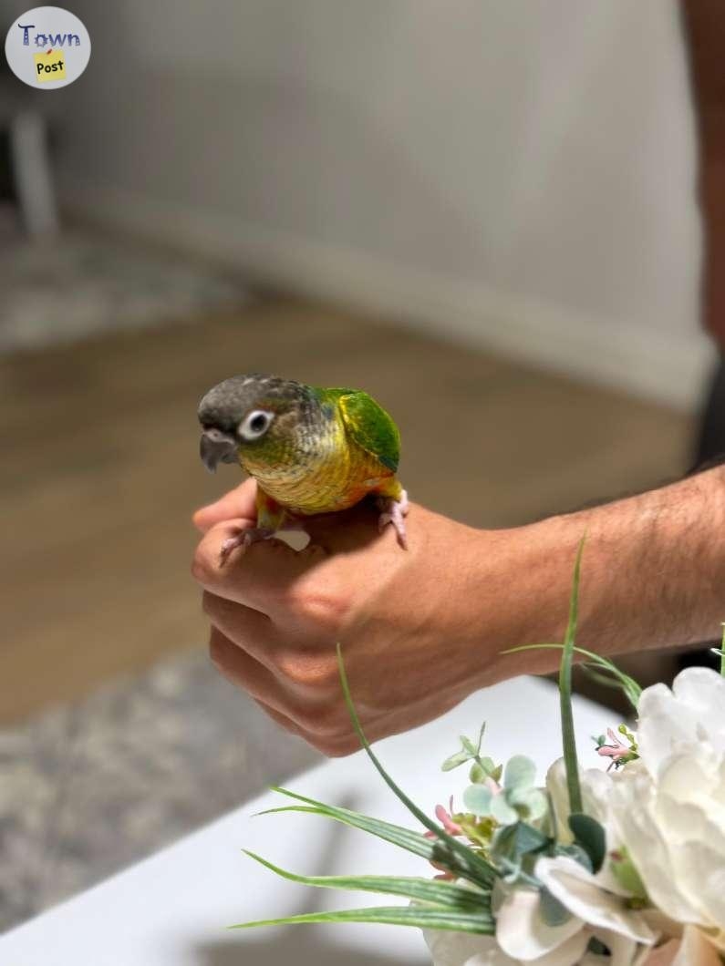 Baby Conure - Born on May 2024! - 3 - 1068485-1722454405_1