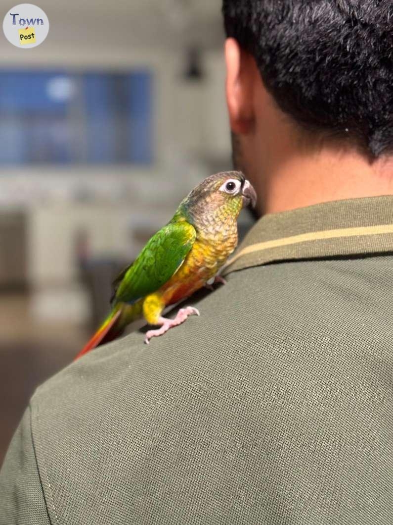 Baby Conure - Born on May 2024! - 5 - 1068485-1722454405_3