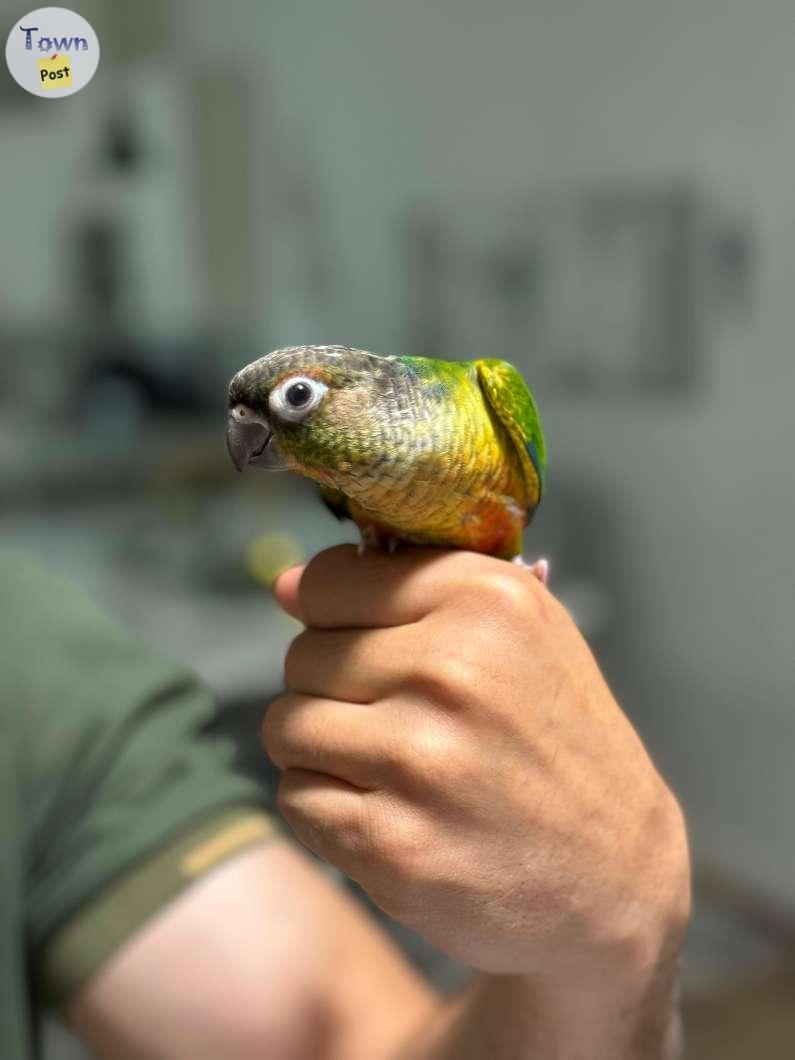 Baby Conure - Born on May 2024! - 6 - 1068485-1722454405_4