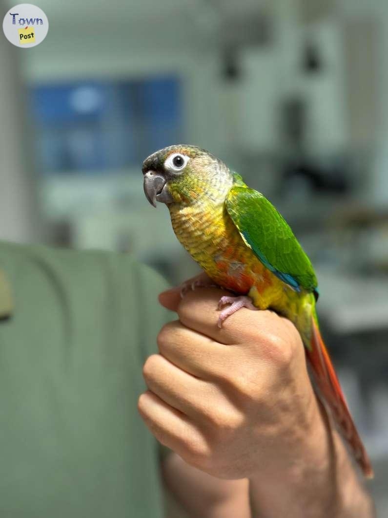 Baby Conure - Born on May 2024! - 7 - 1068485-1722454405_5