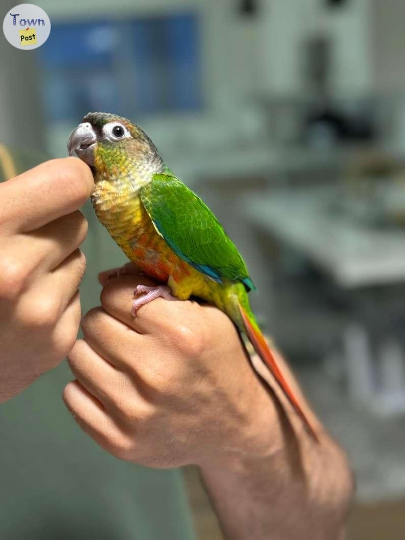 Baby Conure - Born on May 2024! - 8 - 1068485-1722454405_6