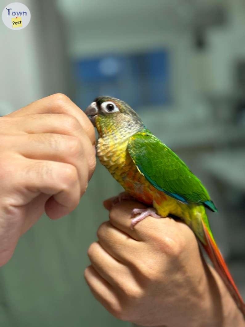 Baby Conure - Born on May 2024! - 9 - 1068485-1722454405_7