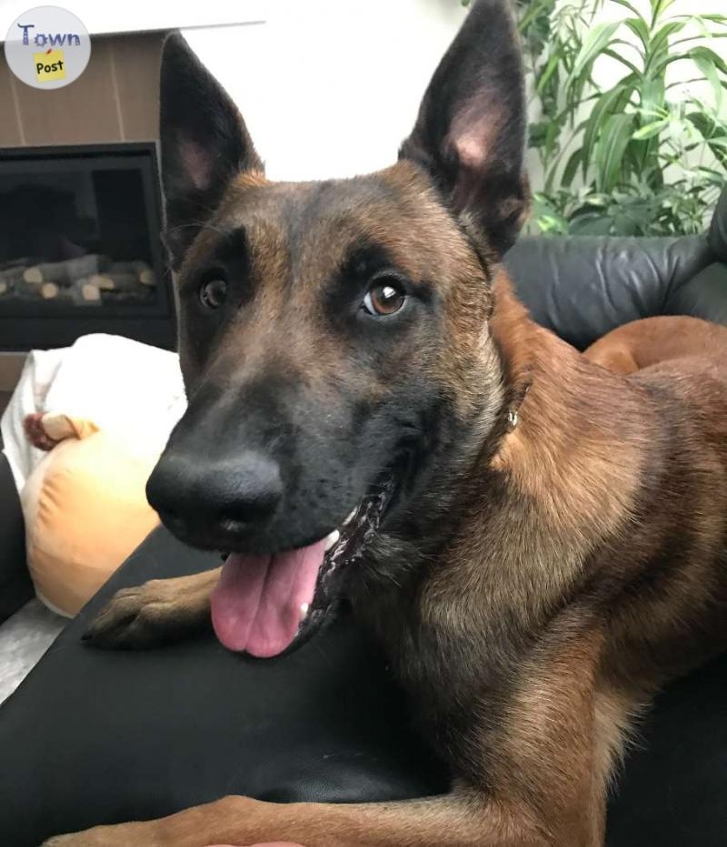 Male Belgian Malinois  - 3 - 908592-1719951724