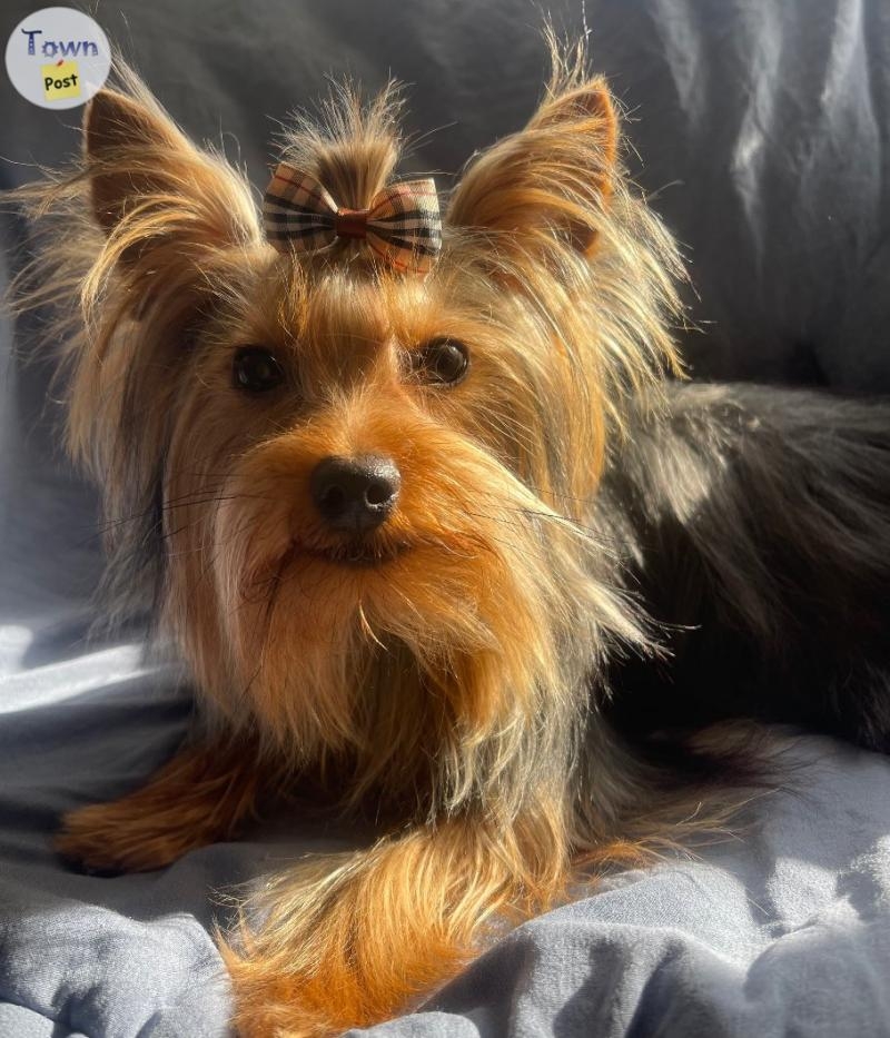 Yorkie STUD services - 5 - 1015890-1723130415