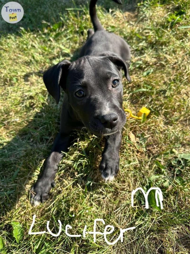 American Sapphire Pitbull puppies - 1 - 1069984-1722801867