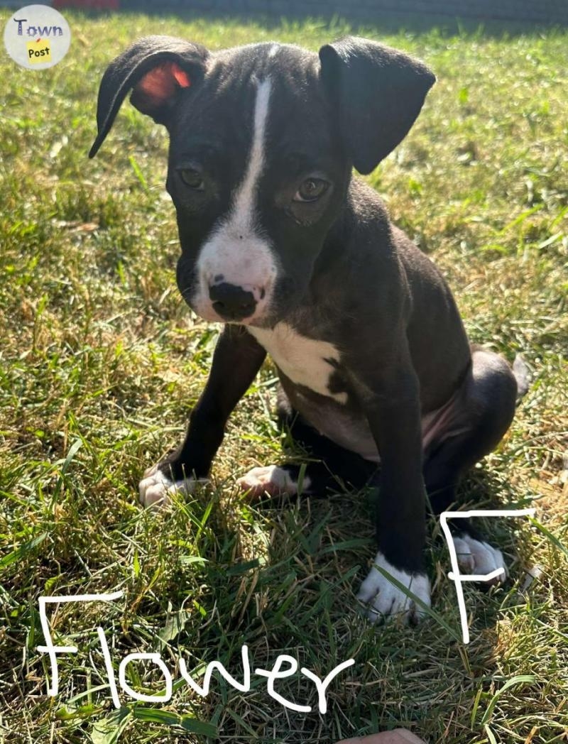 American Sapphire Pitbull puppies - 3 - 1069984-1722801867_1