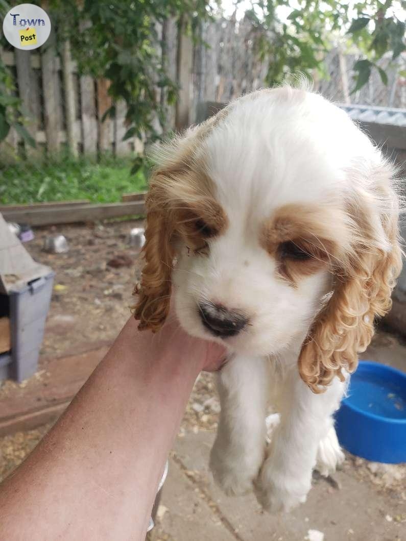 Cockerspaniel  puppies - 2 - 1070701-1722986411_0