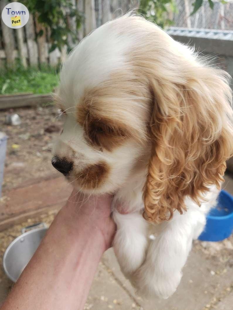 Cockerspaniel  puppies - 3 - 1070701-1722986411_1