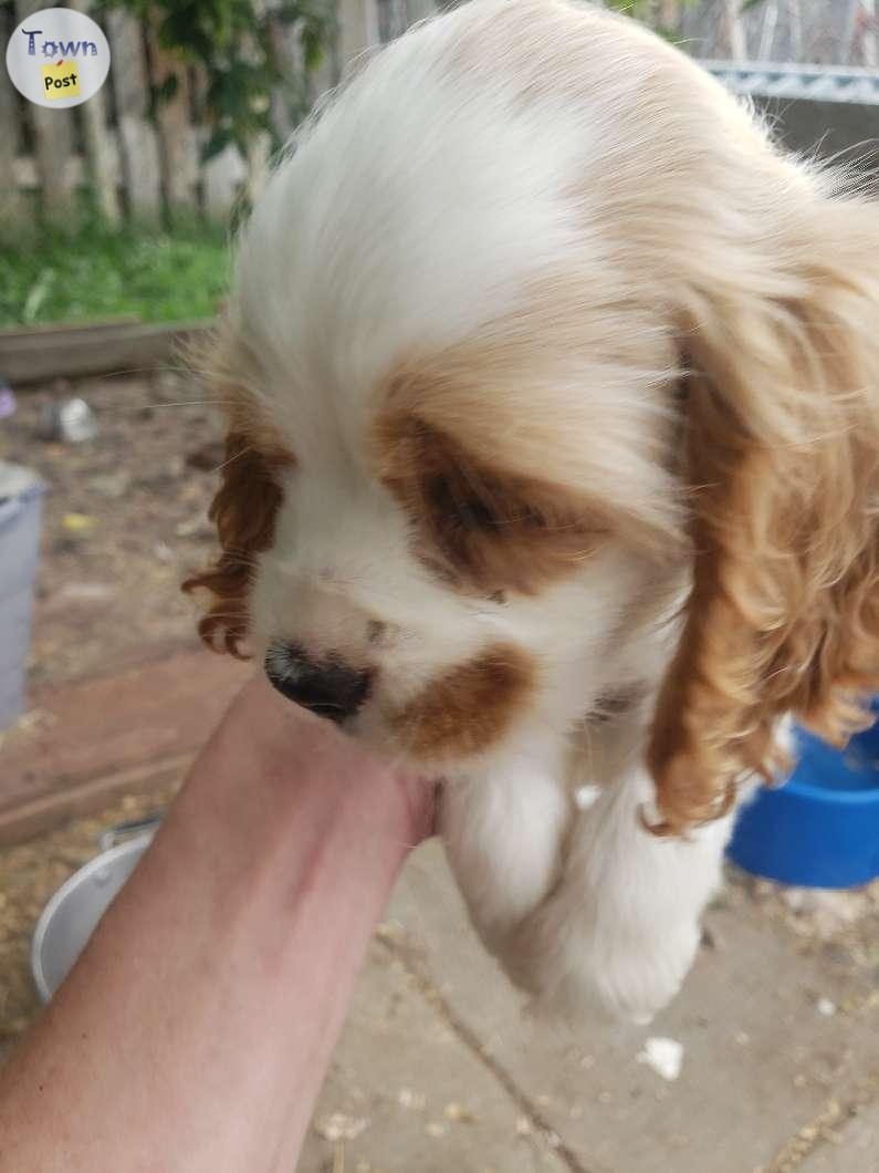 Cockerspaniel  puppies - 4 - 1070701-1722986411_2