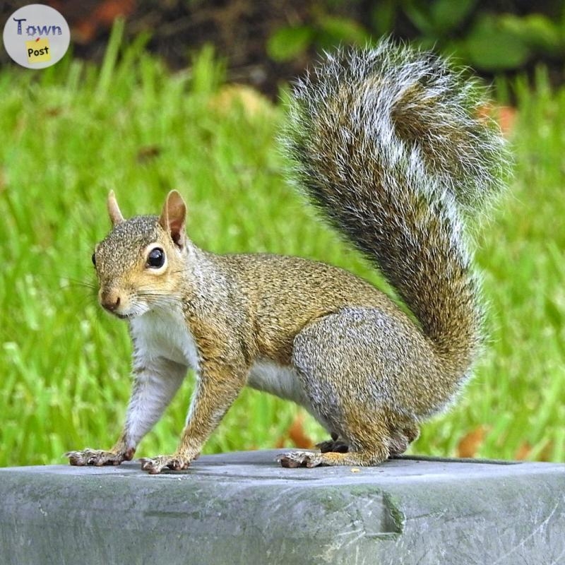 Squirrel and gopher extermination  - 1 - 1071187-1723095245