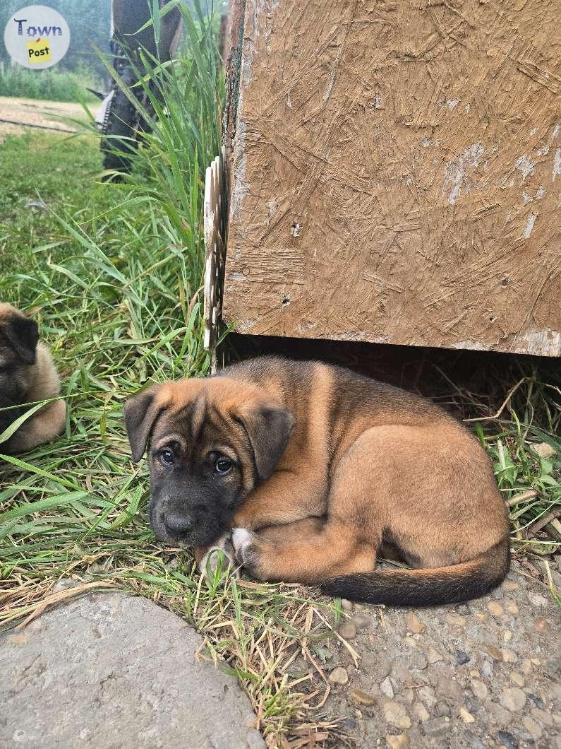 Two Female Pups - 2 - 1073074-1723483284_0