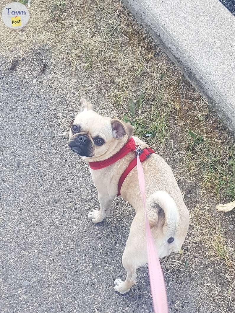 Pug Chiguagua is looking for a lover - 1 - 1073543-1723586816