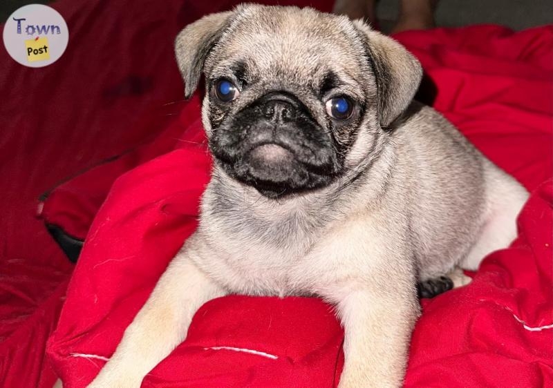 Pug pups - 1 - 1073711-1723625202