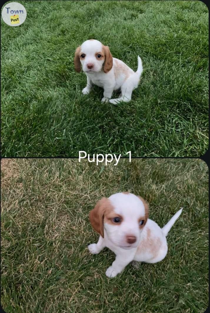 Beaglier (Beagle/King Charles Cavalier Spaniel) - 1 - 1074556-1723847975