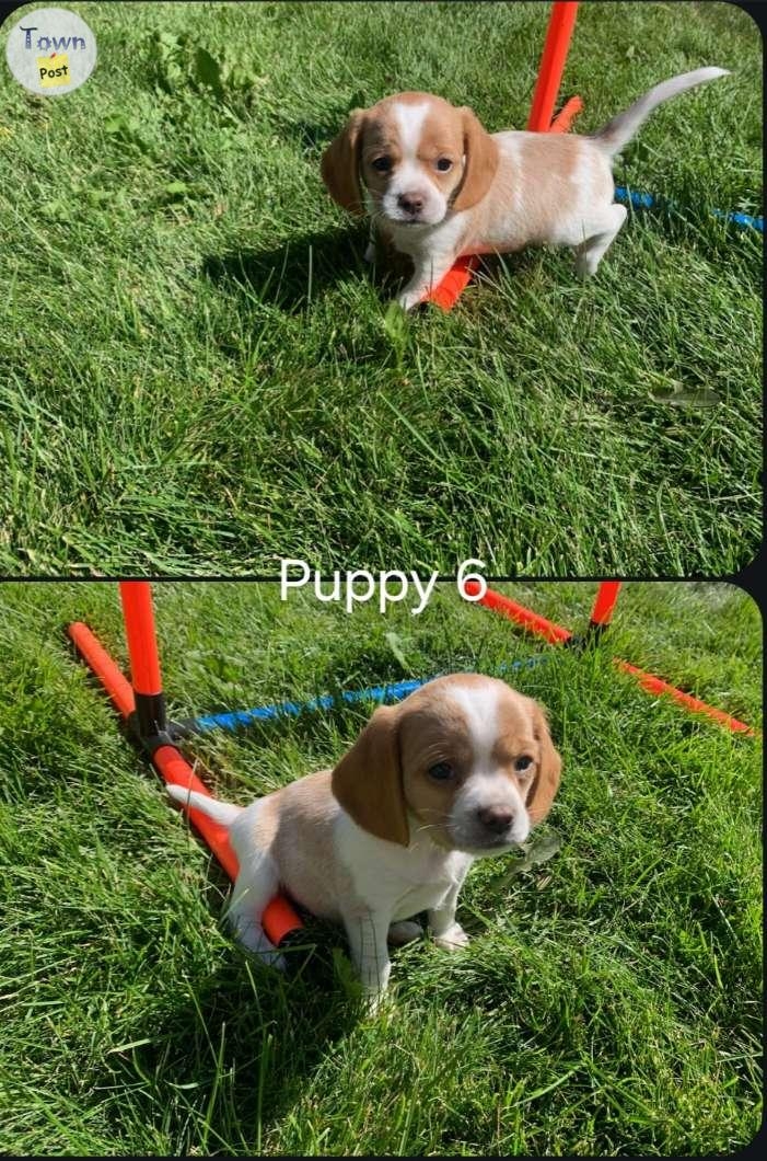 Beaglier (Beagle/King Charles Cavalier Spaniel) - 6 - 1074556-1723847975_4