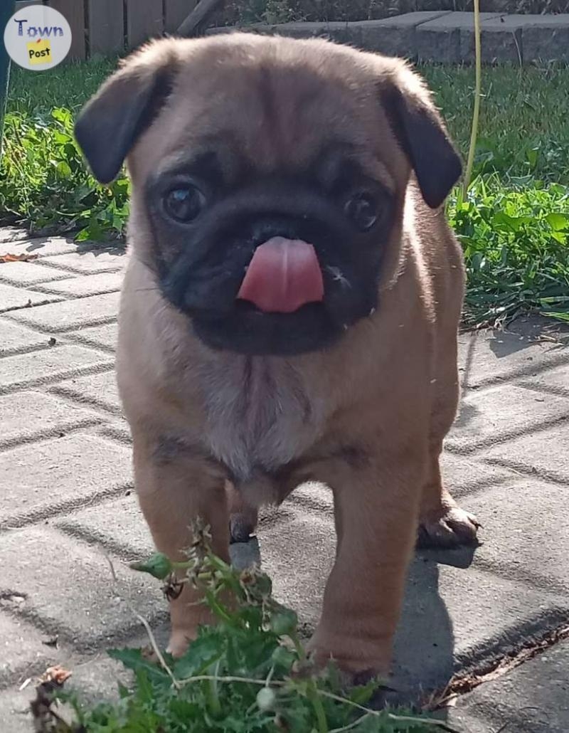 Pug x Pug Puppies Rare Colours - 1 - 1074916-1723943101