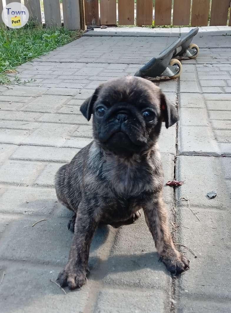 Pug x Pug Puppies Rare Colours - 2 - 1074916-1723943101_0