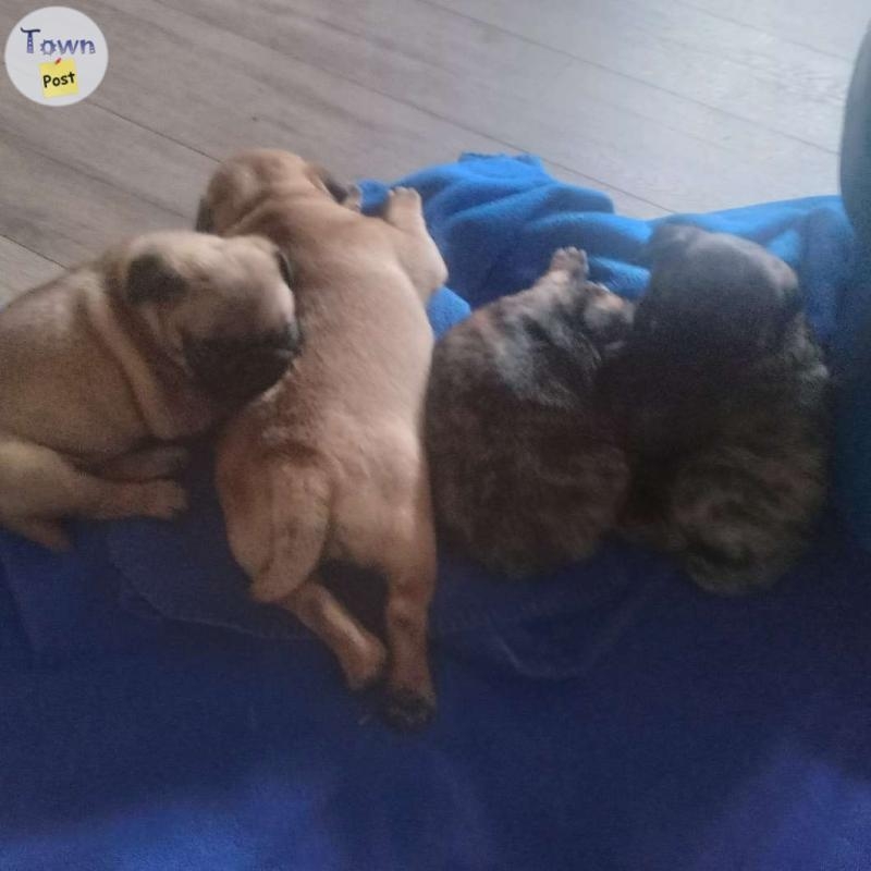 Pug x Pug Puppies Rare Colours - 5 - 1074916-1723943101_3