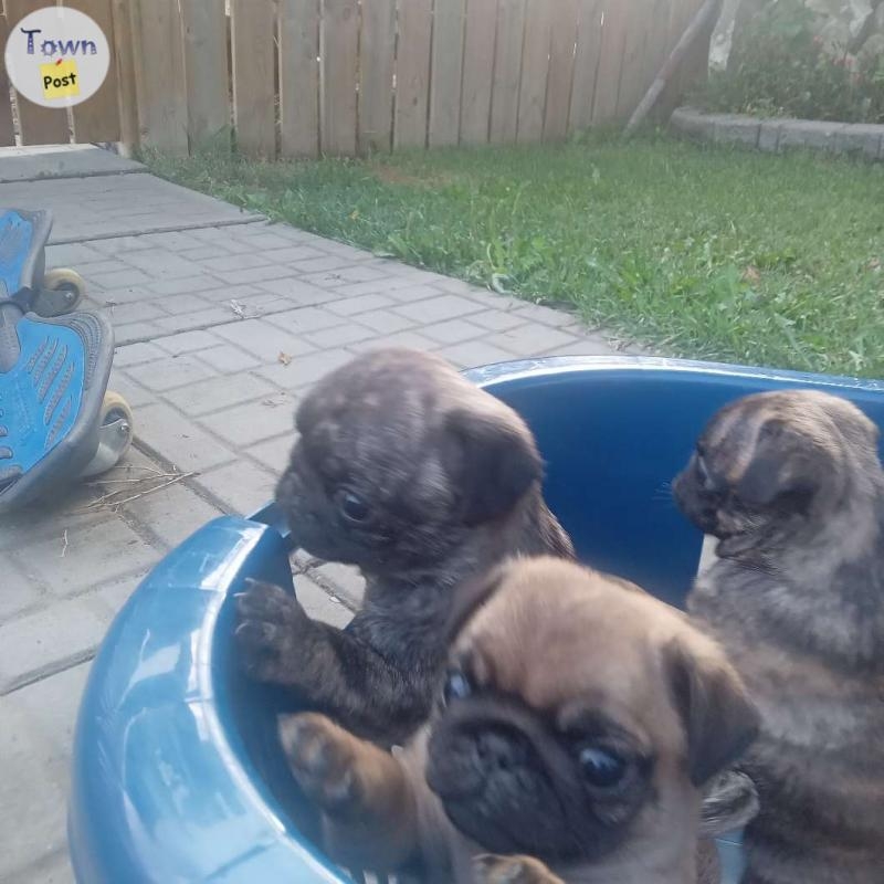 Pug x Pug Puppies Rare Colours - 6 - 1074916-1723943101_4