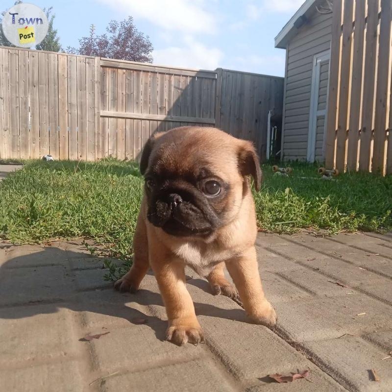 Pug x Pug Puppies Rare Colours - 7 - 1074916-1723943101_5