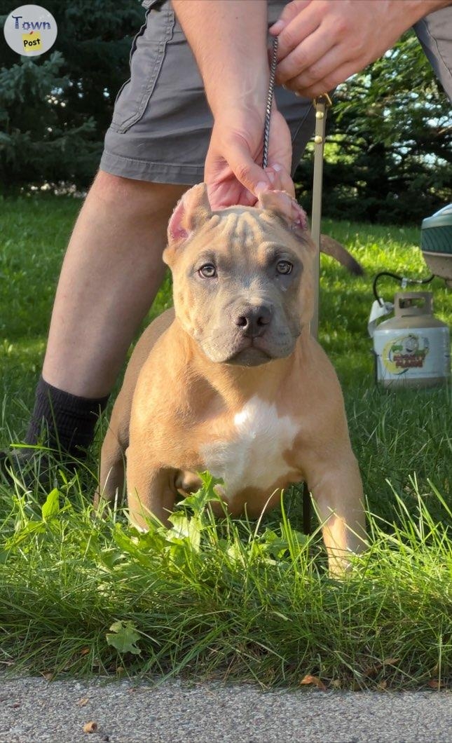 Standard American Bully Puppies Show Quality  - 1 - 1075676-1724180921