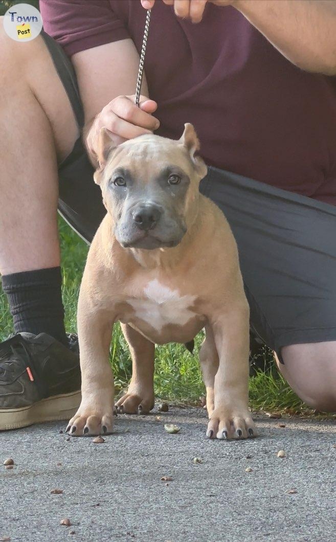 Standard American Bully Puppies Show Quality  - 2 - 1075676-1724180921_0