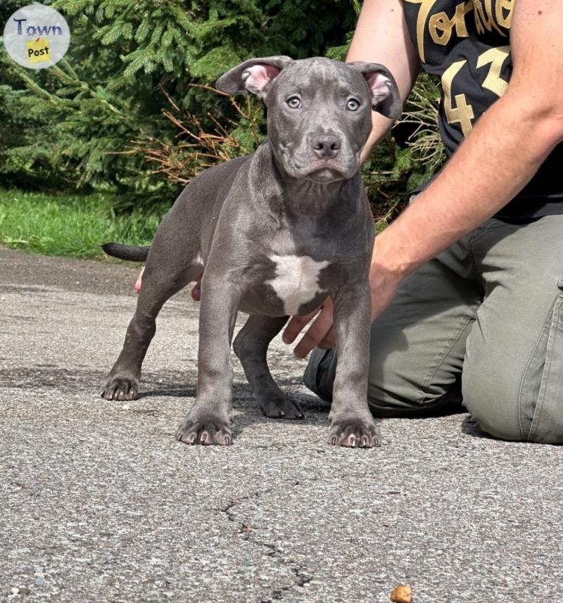 Standard American Bully Puppies Show Quality  - 4 - 1075676-1724180921_2