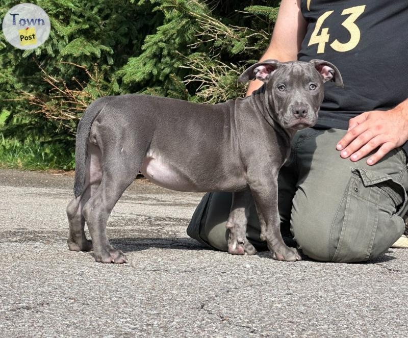 Standard American Bully Puppies Show Quality  - 5 - 1075676-1724180921_3