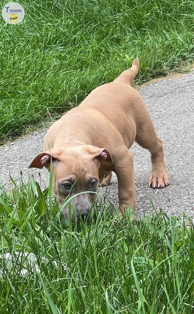 Standard American Bully Puppies Show Quality  - 7 - 1075676-1724180921_5