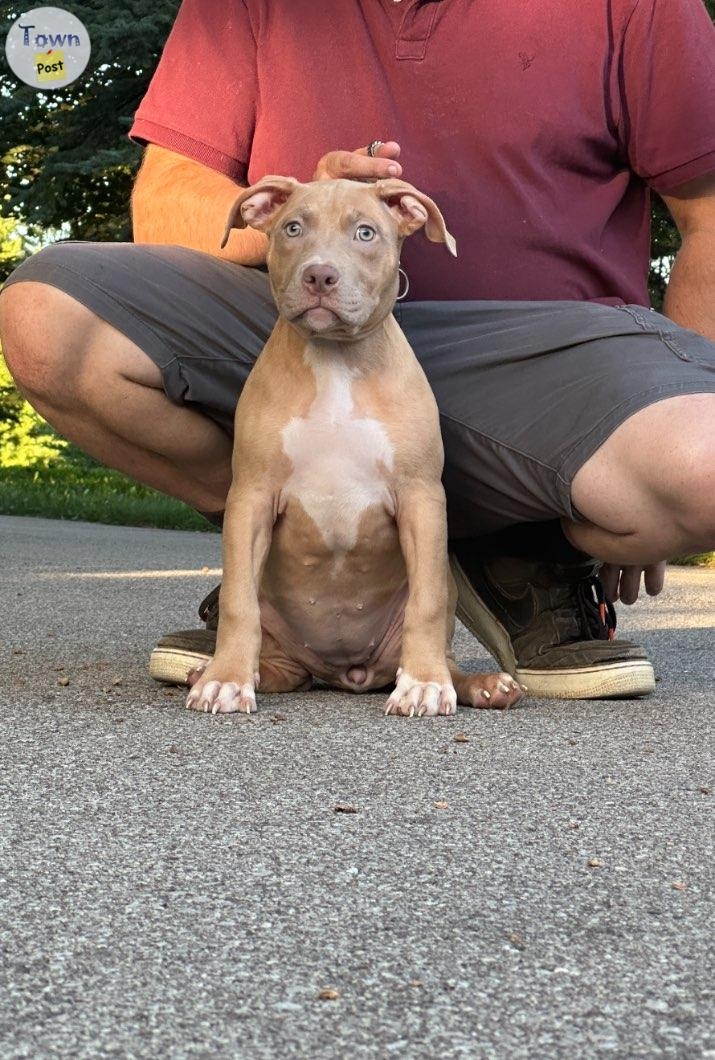 Standard American Bully Puppies Show Quality  - 9 - 1075676-1724180921_7