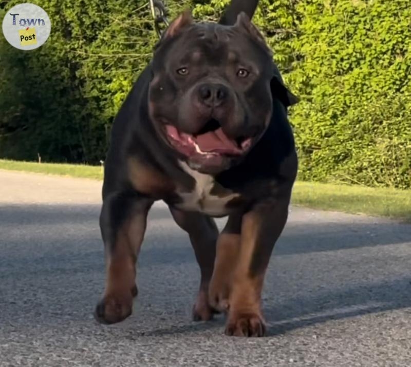 Standard American Bully Puppies Show Quality  - 10 - 1075676-1724180921_8