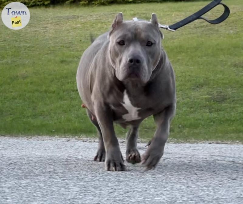 Standard American Bully Puppies Show Quality  - 11 - 1075676-1724180921_9