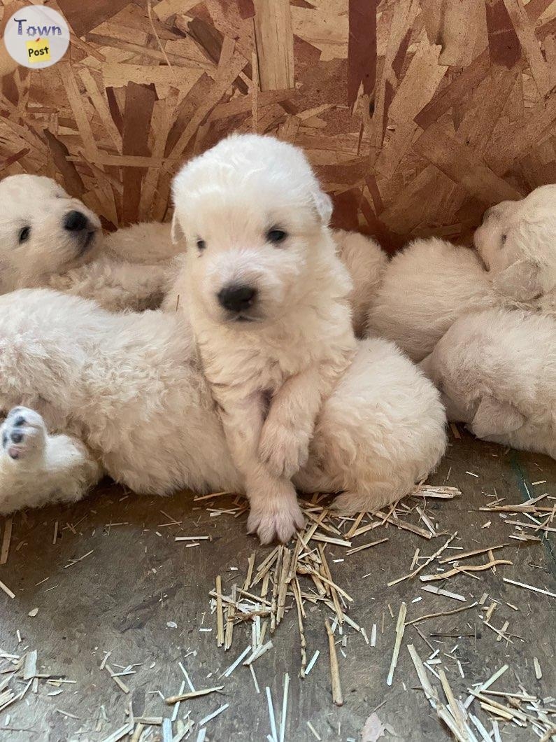 Purebred Maremma puppies  - 1 - 1076361-1724366393