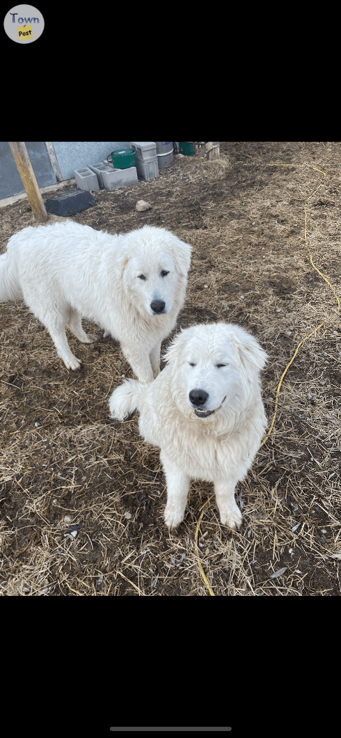 Purebred Maremma puppies  - 4 - 1076361-1724366393