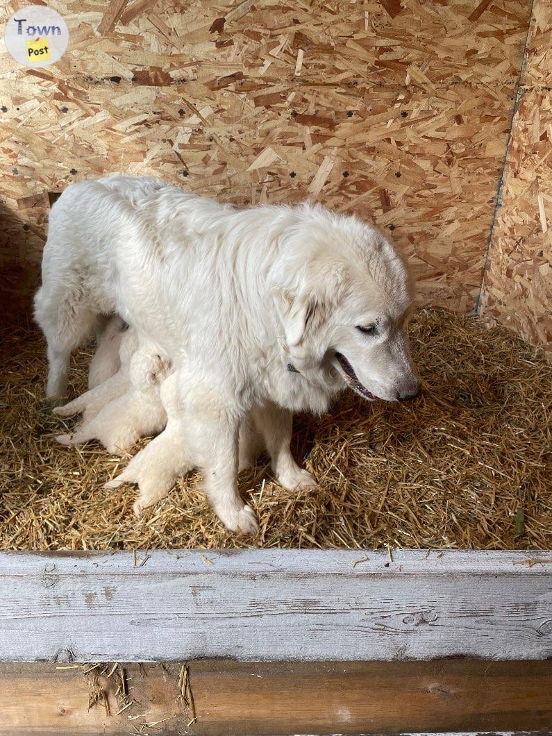 Purebred Maremma puppies  - 2 - 1076361-1724366393_0